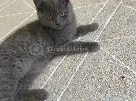 Güzel Kızım Leydı