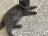 Güzel Kızım Leydı