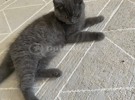 Güzel Kızım Leydı görsel