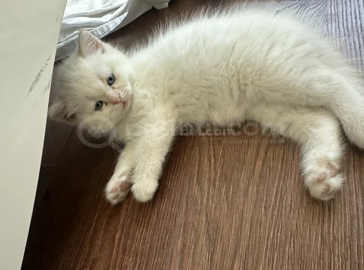 Bembeyaz Bri̇ti̇sh Shorthai̇r görsel