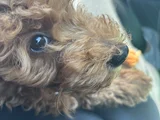 Saf Kan Toy Poodle Karmalarla Karıştırmayın
