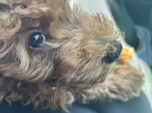 Saf Kan Toy Poodle Karmalarla Karıştırmayın görsel