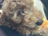Saf Kan Toy Poodle Karmalarla Karıştırmayın