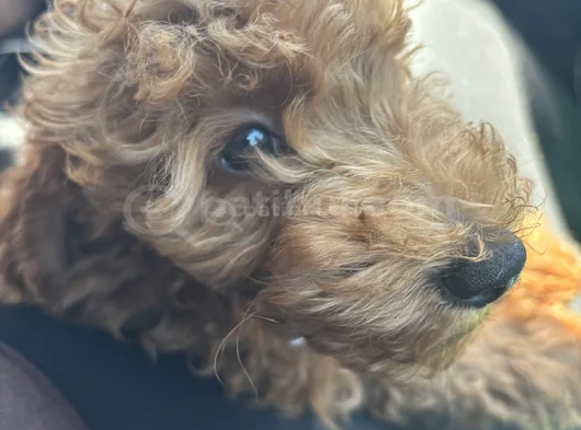 Saf Kan Toy Poodle Karmalarla Karıştırmayın görsel