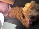 Saf Kan Toy Poodle Karmalarla Karıştırmayın