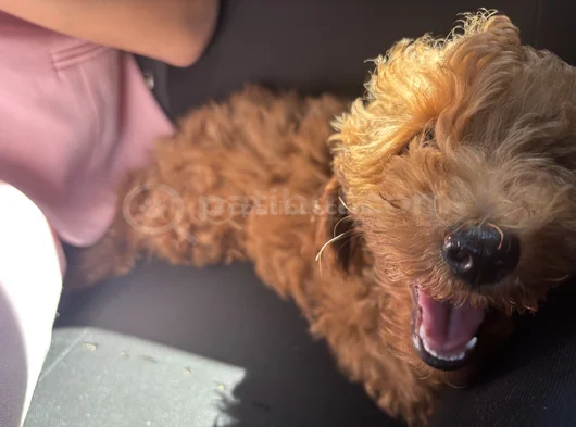 Saf Kan Toy Poodle Karmalarla Karıştırmayın görsel