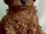Saf Kan Toy Poodle Karmalarla Karıştırmayın
