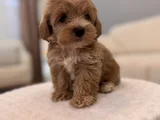 Minik maltipoo bebeğim