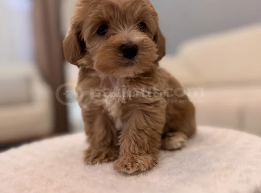 Minik Maltipoo Bebeğim