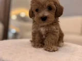 Minik Maltipoo Bebeğim