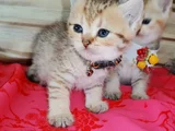 Oyuncu Bebişlerimiz
