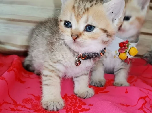 Oyuncu Bebişlerimiz görsel