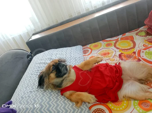 Şi̇ri̇n Mi̇ Şi̇ri̇n Peki̇nez görsel