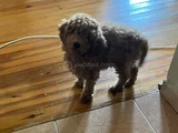 Saf kan toy poodle karmalarla karıştırmayın