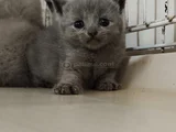 Son Kalan Erkek British Shorthair Bebekler