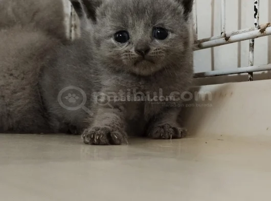 Son Kalan Erkek British Shorthair Bebekler görsel