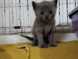 Son Kalan Erkek British Shorthair Bebekler