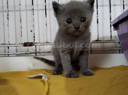 Son Kalan Erkek British Shorthair Bebekler görsel