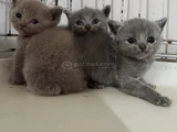Son kalan erkek british shorthair bebekler
