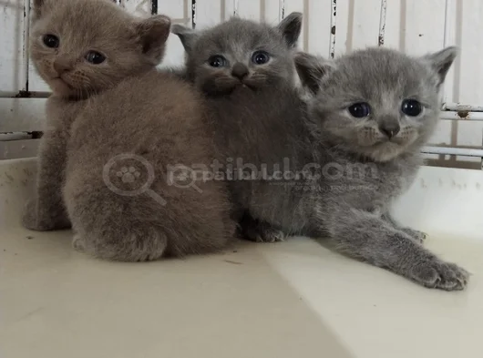 Son Kalan Erkek British Shorthair Bebekler