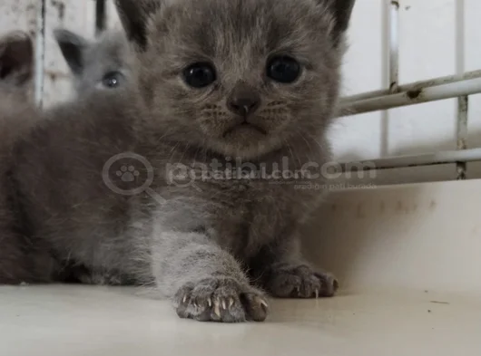 Son Kalan Erkek British Shorthair Bebekler görsel