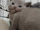 Son Kalan Erkek British Shorthair Bebekler