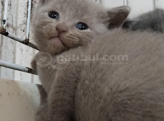 Son Kalan Erkek British Shorthair Bebekler görsel