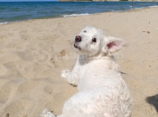 Paşayı Sahiplendiriyorum