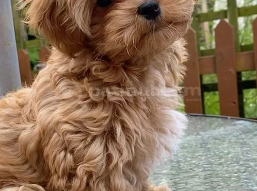 Malti̇poo Yavrular görsel