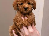 Malti̇poo Yavrular