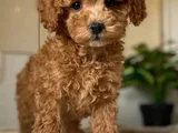 MALTİPOO YAVRULAR
