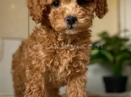 Malti̇poo Yavrular