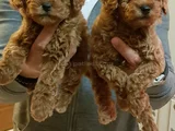 Red Brown Kizil Her Boy Orji̇nal Toy Poodle