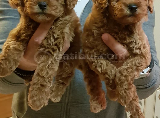 Red Brown Kizil Her Boy Orji̇nal Toy Poodle görsel