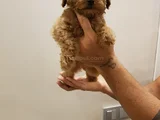 Red Brown Kizil Her Boy Orji̇nal Toy Poodle
