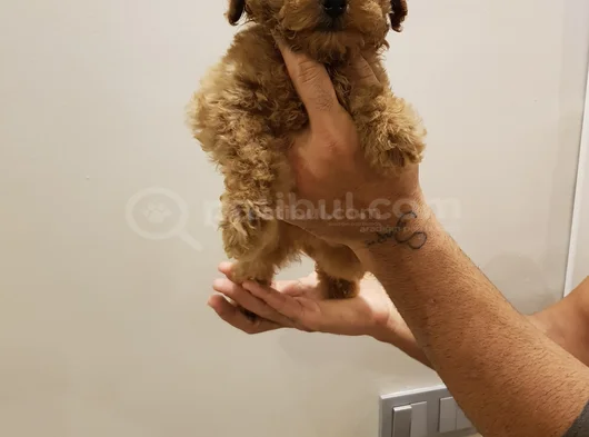 Red Brown Kizil Her Boy Orji̇nal Toy Poodle görsel