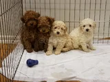 Red Brown Kizil Her Boy Orji̇nal Toy Poodle