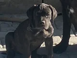 Cane Corso Yavrular iri kemikli ve sağlıklı