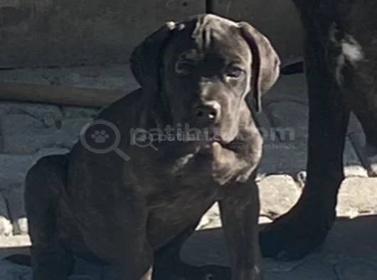 Cane Corso Yavrular Iri Kemikli Ve Sağlıklı