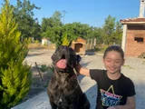 Cane Corso Yavrular Iri Kemikli Ve Sağlıklı