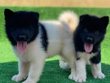Ameri̇kan Aki̇ta Yavrularimiz