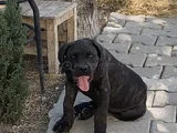 Cane Corso Yavrular Iri Kemikli Ve Sağlıklı