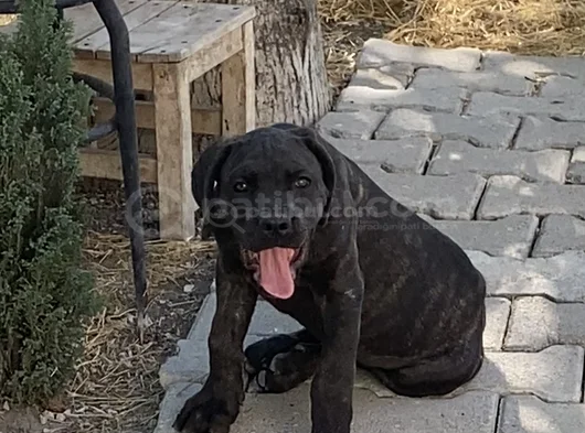 Cane Corso Yavrular Iri Kemikli Ve Sağlıklı görsel