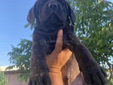 Cane Corso Yavrular Iri Kemikli Ve Sağlıklı