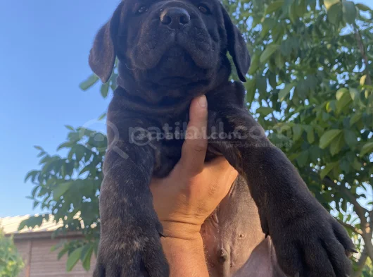 Cane Corso Yavrular Iri Kemikli Ve Sağlıklı görsel