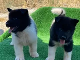 Ameri̇kan Aki̇ta Yavrularimiz