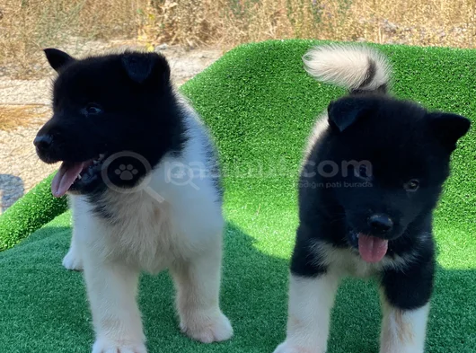 Ameri̇kan Aki̇ta Yavrularimiz görsel