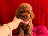 Oyuncu Sevimli Mini Toy Poodle Yavrular