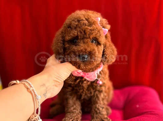 Oyuncu Sevimli Mini Toy Poodle Yavrular