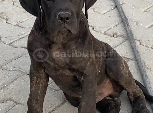 Cane Corso Yavrular Iri Kemikli Ve Sağlıklı görsel